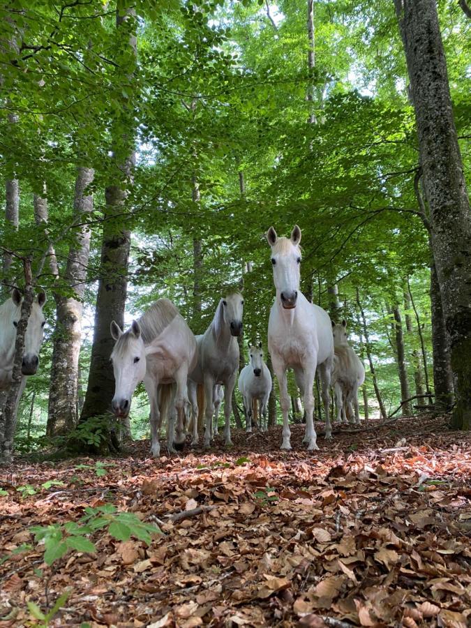 Le Domaine De Linars - L'Aile Du Chateau Villa Le Truel Екстериор снимка